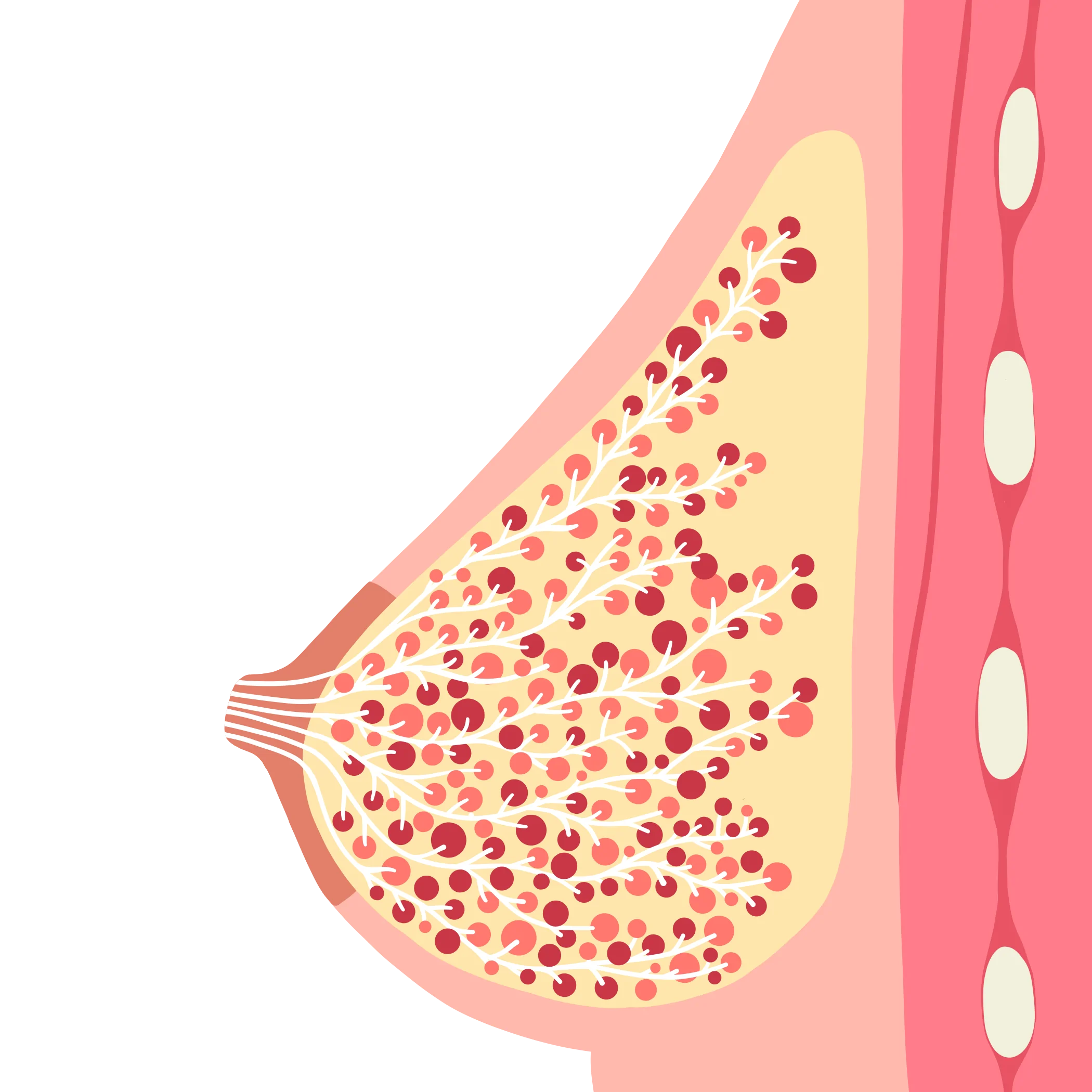 brystetsanatomi